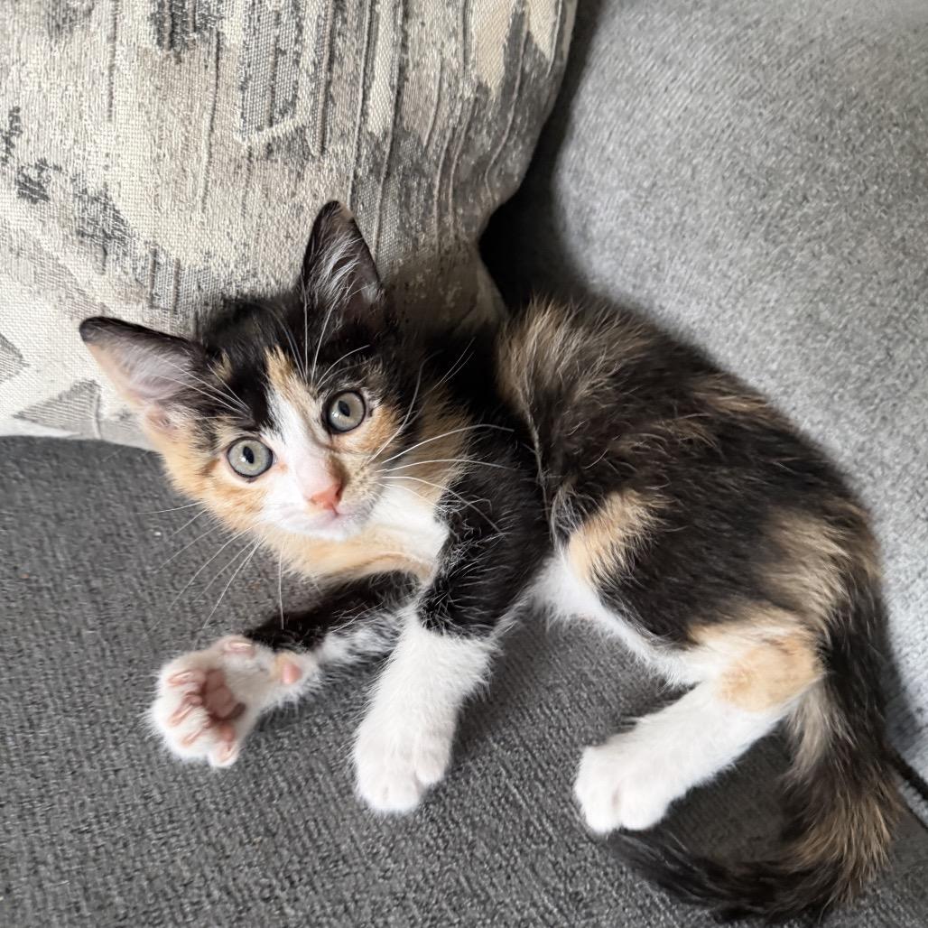 Pepper, Adoptable, Kitten Female Domestic Short Hair.