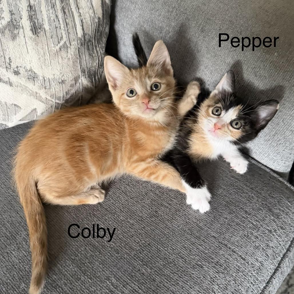 Enlarge Pepper, a Adoptable Domestic Short Hair in Flower Mound, TX image 2/4