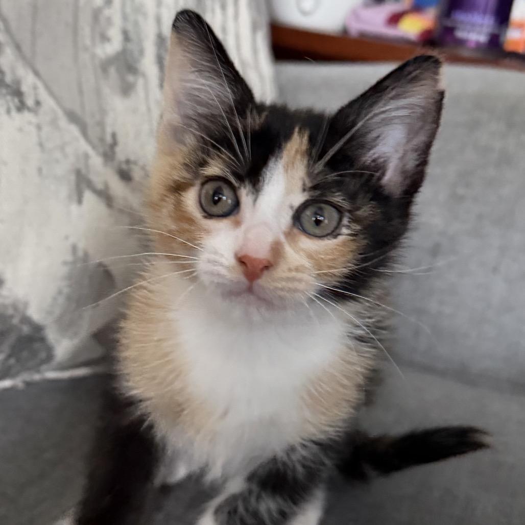 Enlarge Pepper, a Adoptable Domestic Short Hair in Flower Mound, TX image 4/4