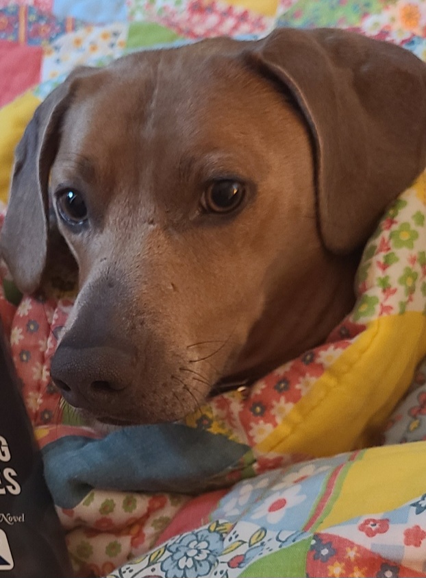Enlarge Bean (NEEDS HELP ASAP), a Adopted Dachshund in Grand Rapids, MI image 2/5