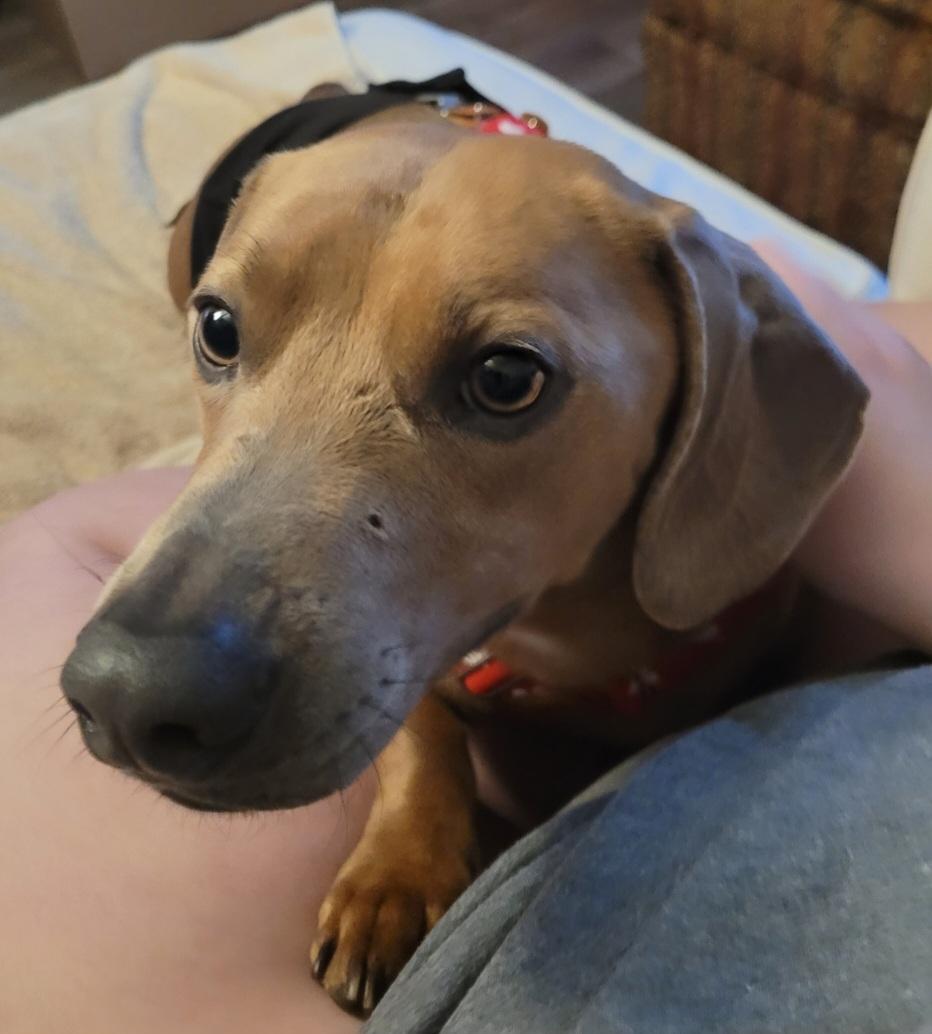 Enlarge Bean (NEEDS HELP ASAP), a Adopted Dachshund in Grand Rapids, MI image 3/5
