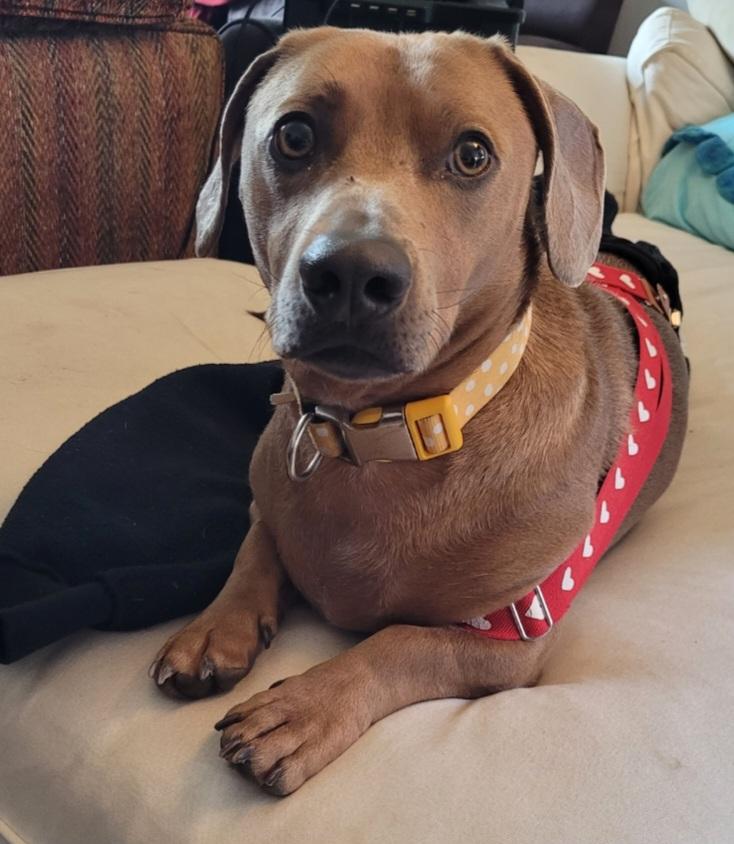 Enlarge Bean (NEEDS HELP ASAP), a Adopted Dachshund in Grand Rapids, MI image 4/5