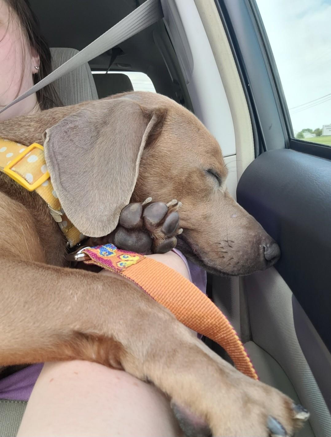 Bean (NEEDS HELP ASAP), Adopted, Adult Male Dachshund.