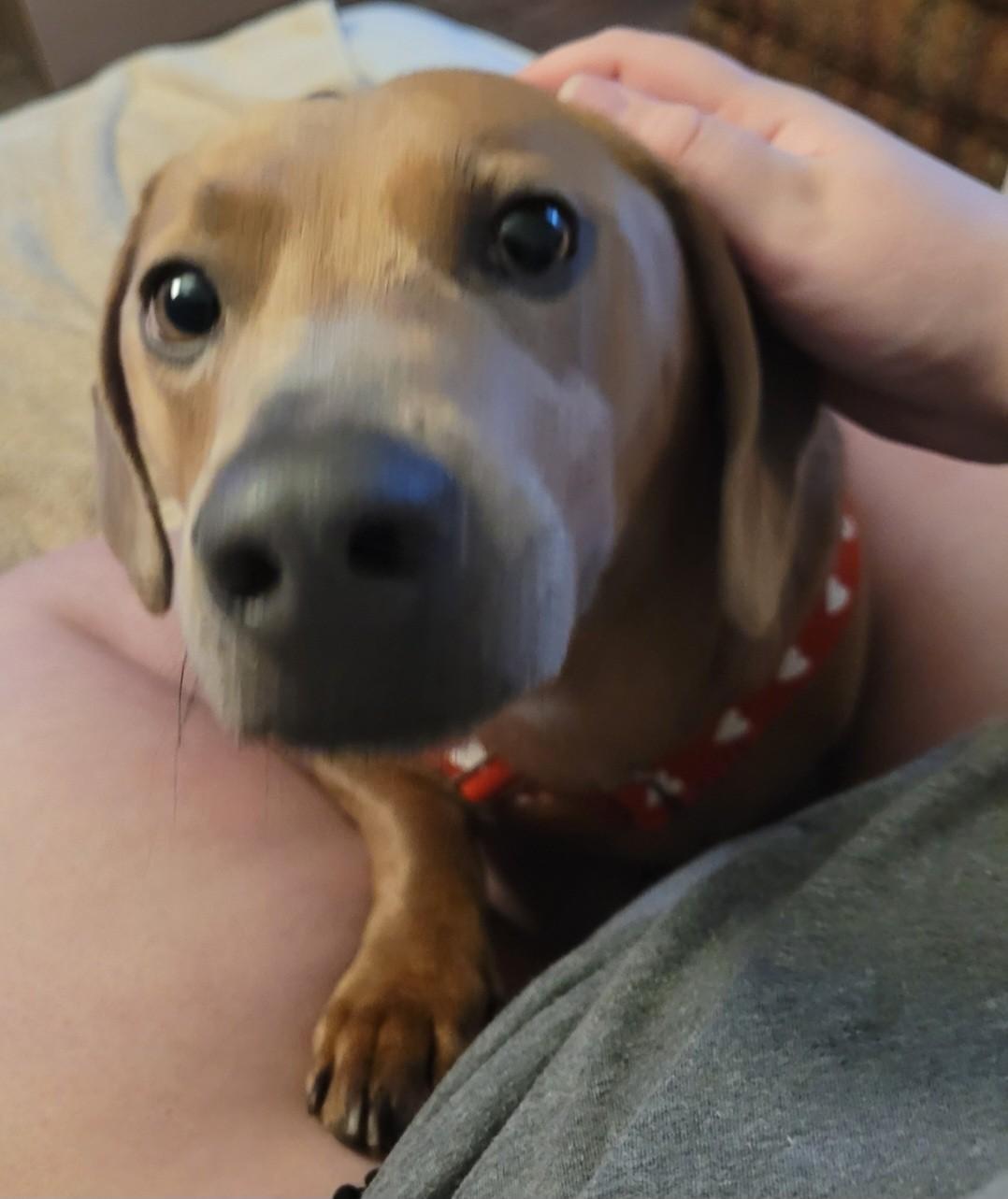 Enlarge Bean (NEEDS HELP ASAP), a Adopted Dachshund in Grand Rapids, MI image 5/5