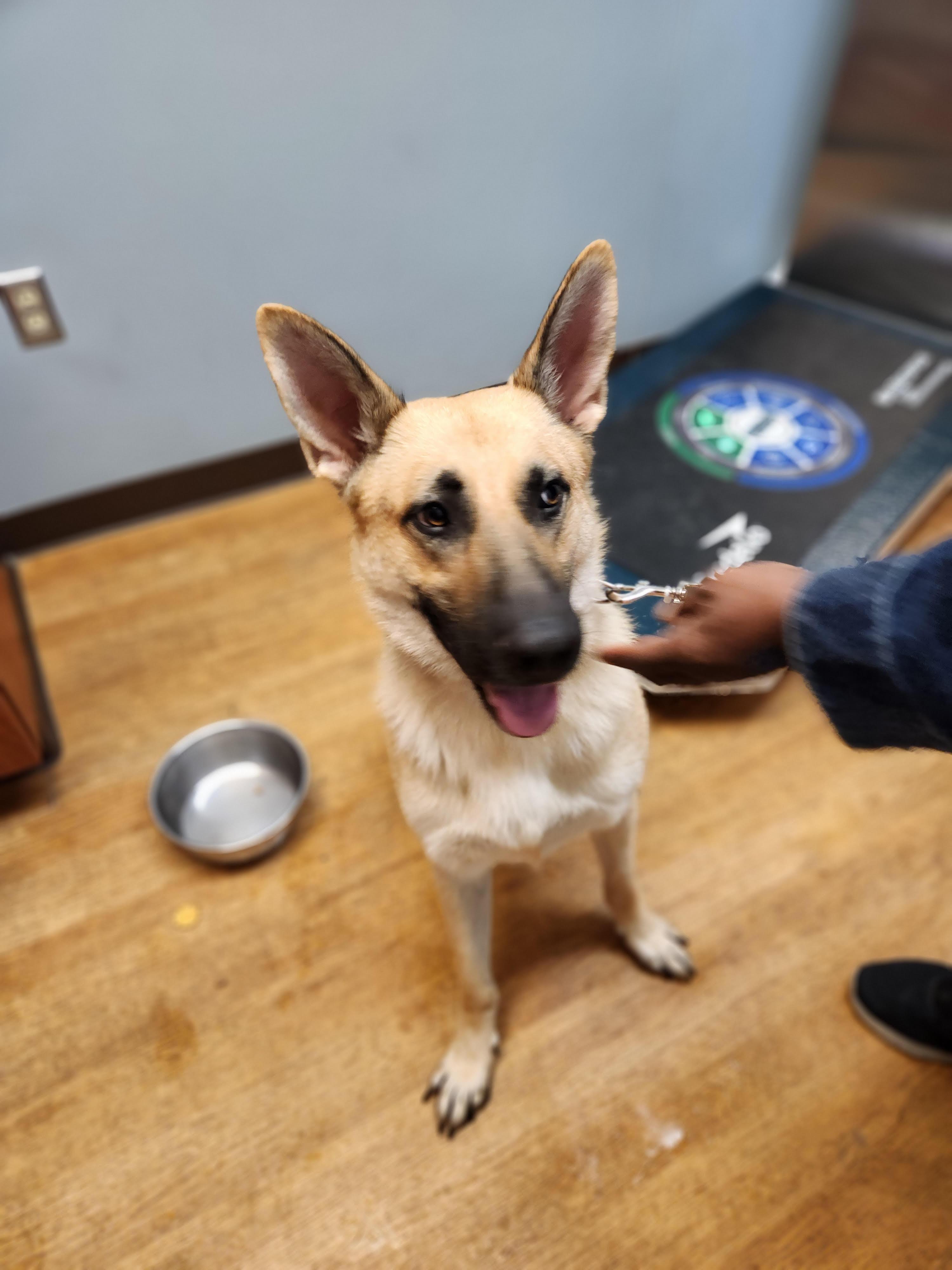 Zazu, Adoptable, Young Male German Shepherd Dog.