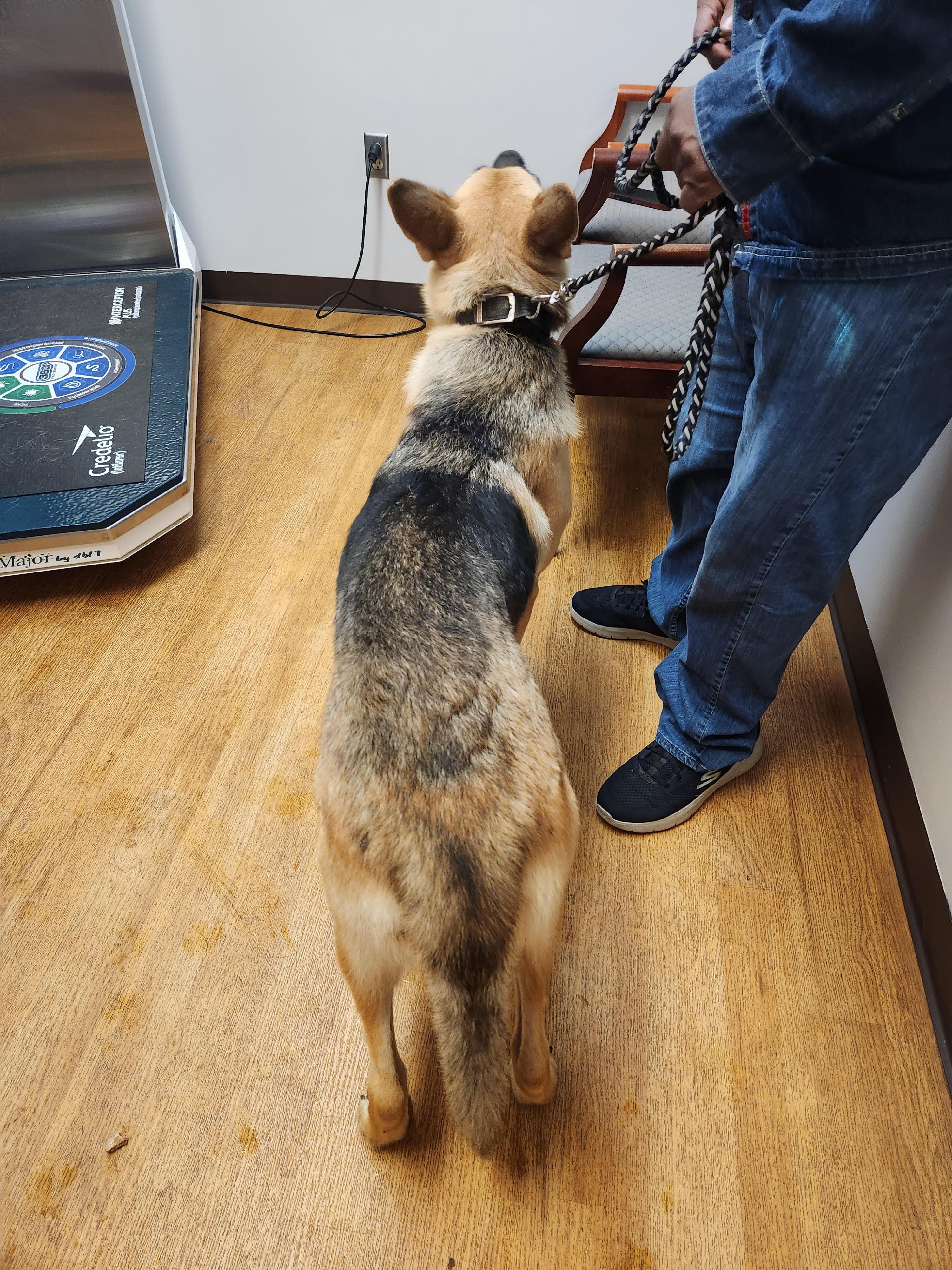 Zazu, a Adoptable German Shepherd Dog in Covington, GA image 2/4