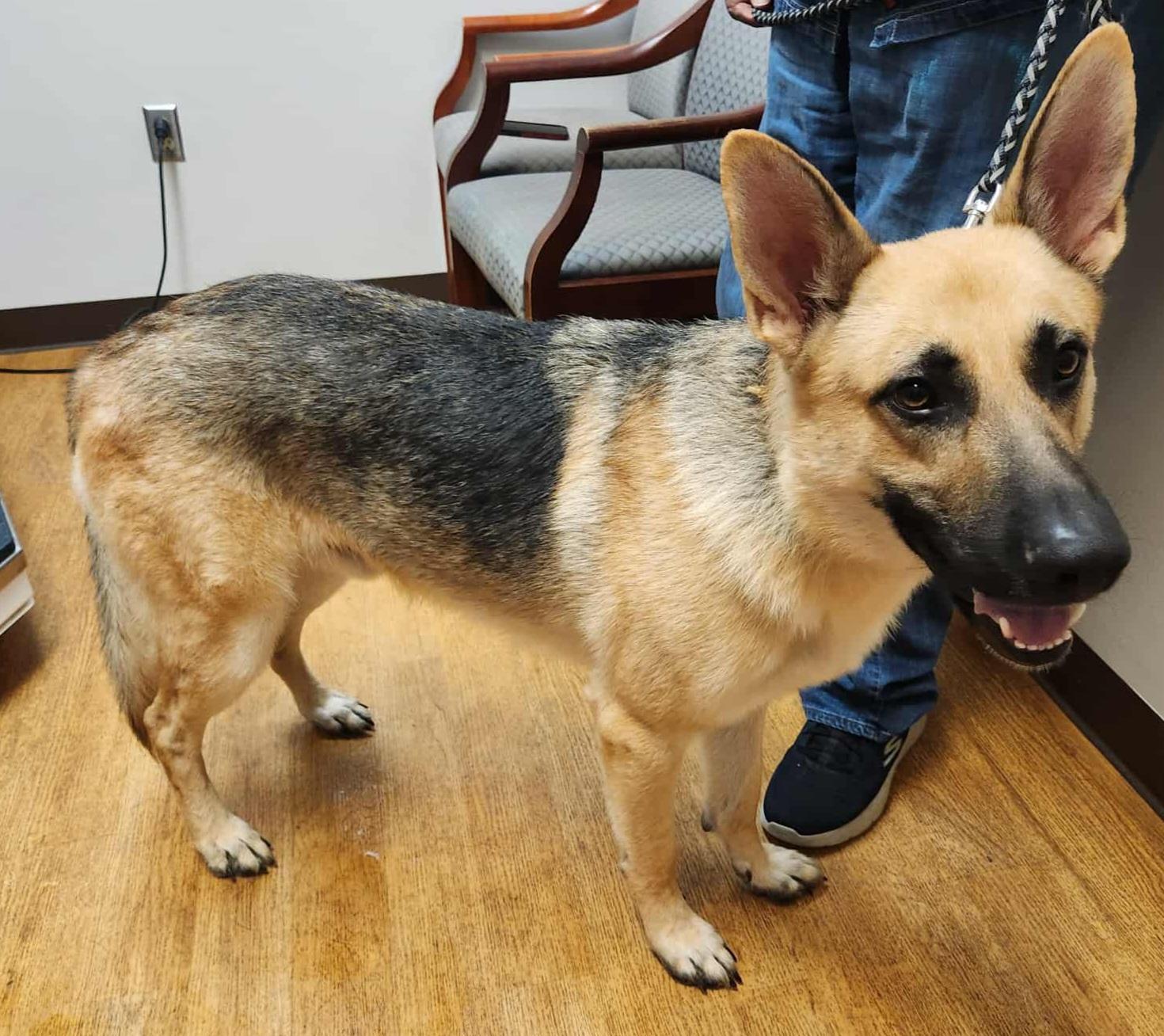 Zazu, a Adoptable German Shepherd Dog in Covington, GA image 3/4