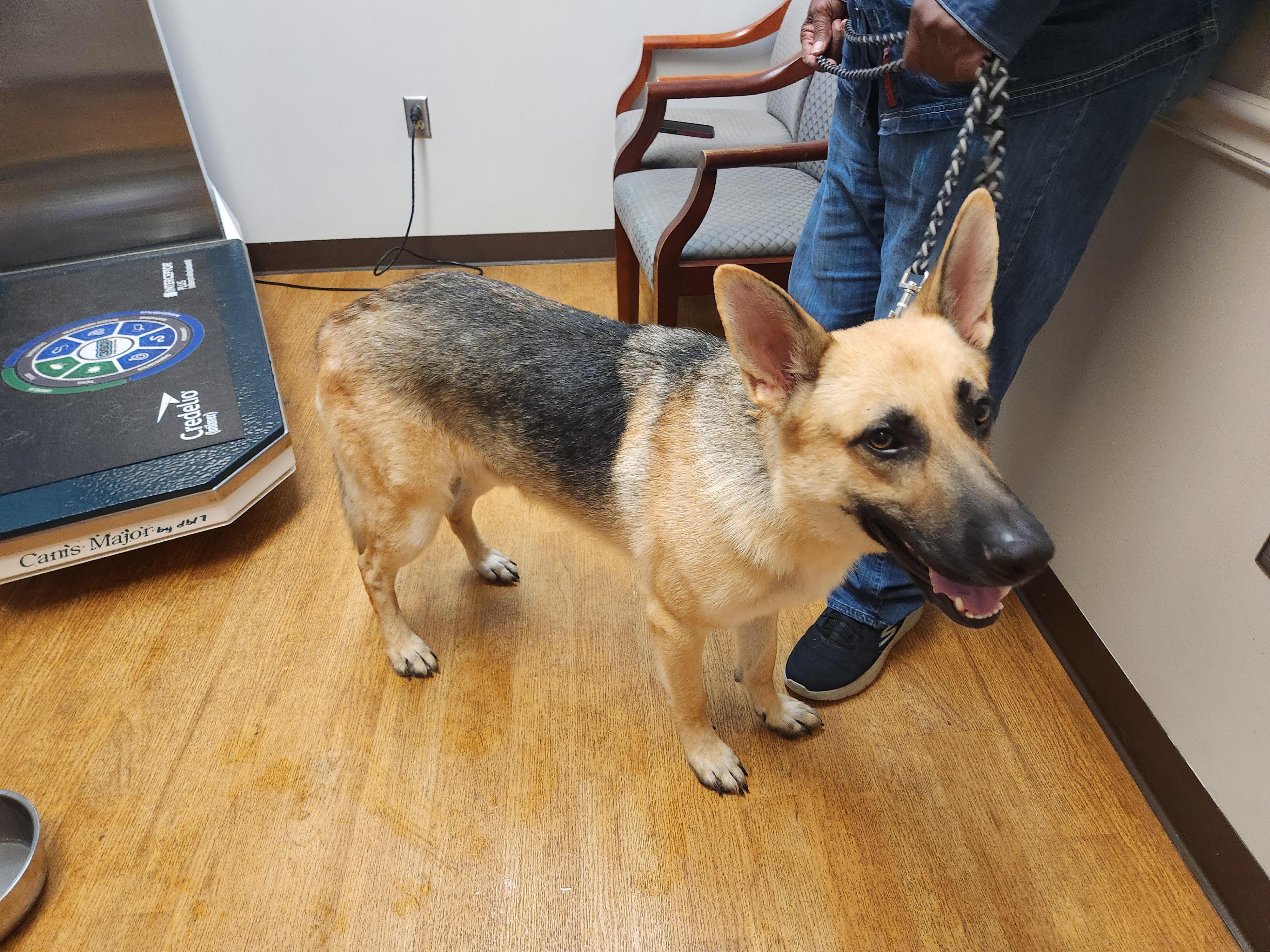Zazu, a Adoptable German Shepherd Dog in Covington, GA image 4/4