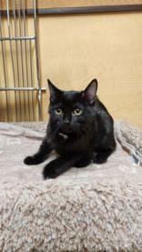 Enlarge Trixie, an adopted mixed breed in Pickering, ON image 5/6