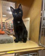 Enlarge Trixie, an adopted mixed breed in Pickering, ON image 3/6