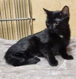 Enlarge Trixie, an adopted mixed breed in Pickering, ON image 1/6