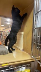 Enlarge Trixie, an adopted mixed breed in Pickering, ON image 6/6