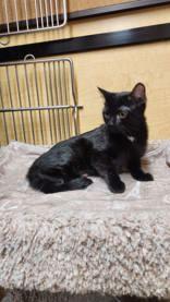 Enlarge Trixie, an adopted mixed breed in Pickering, ON image 2/6