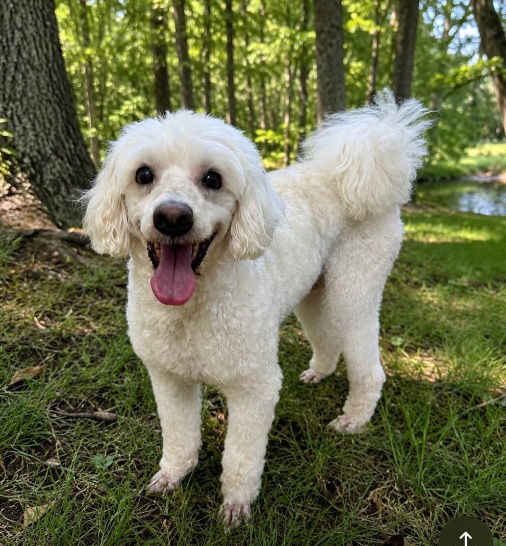 Enlarge Flying Noodle, a Adoptable mixed breed in Armada, MI image 3/3