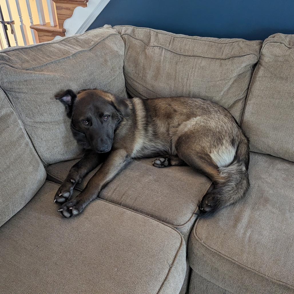 Enlarge Nacho, a Adoptable mixed breed in Fort Belvoir, VA image 3/6