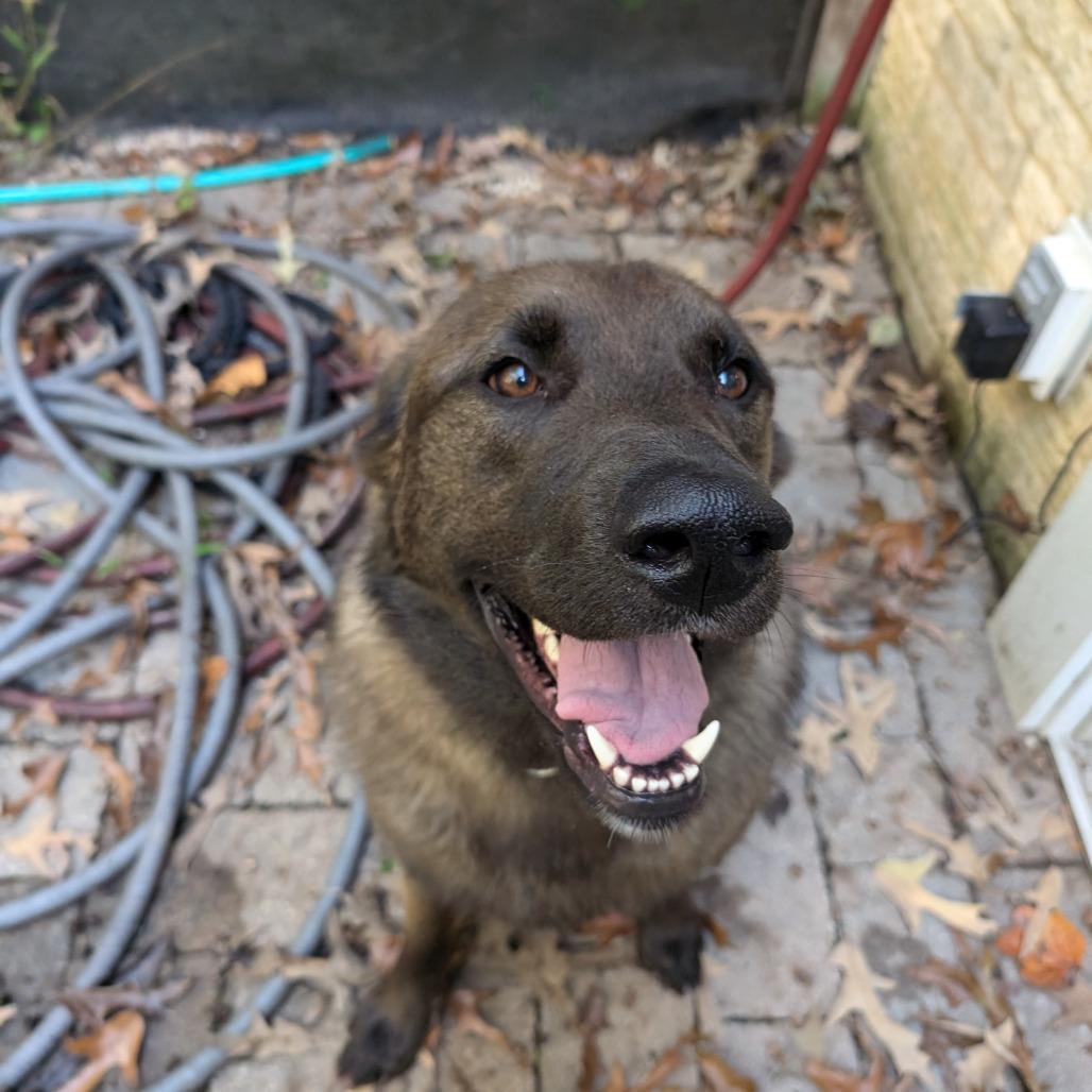 Nacho, Adoptable, Adult Male German Shepherd Dog & Chocolate Labrador Retriever.
