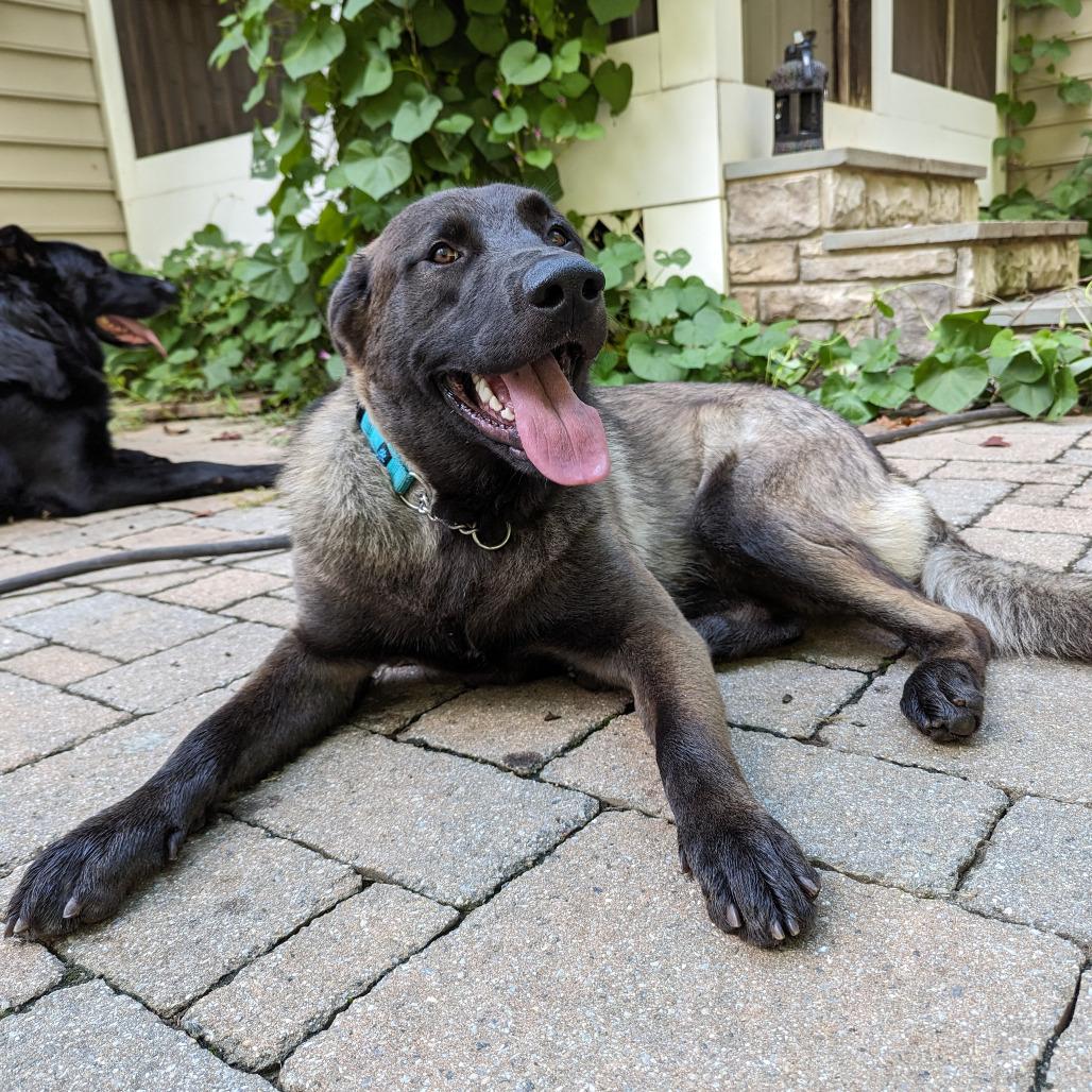 Enlarge Nacho, a Adoptable mixed breed in Fort Belvoir, VA image 5/6