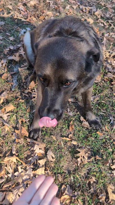Enlarge Nacho, a Adoptable mixed breed in Fort Belvoir, VA video 6/6