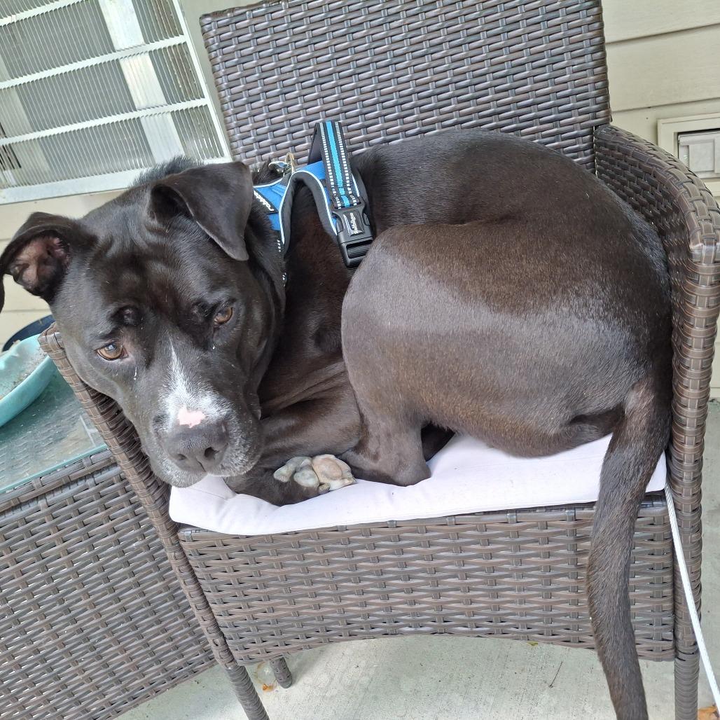 Paladin, Adoptable, Senior Male Pit Bull Terrier & Mixed Breed.
