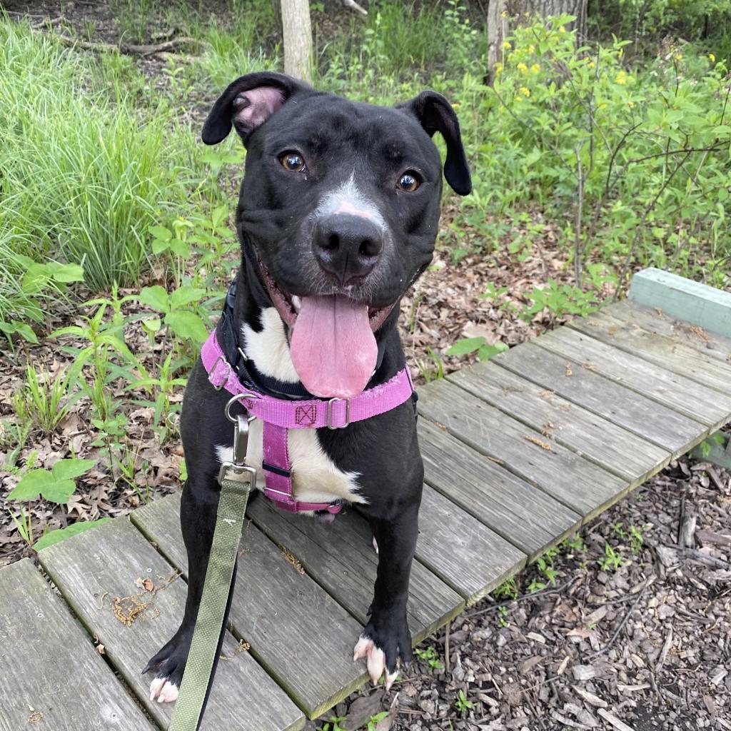 Enlarge Paladin, a Adoptable mixed breed in Deerfield, IL image 1/3