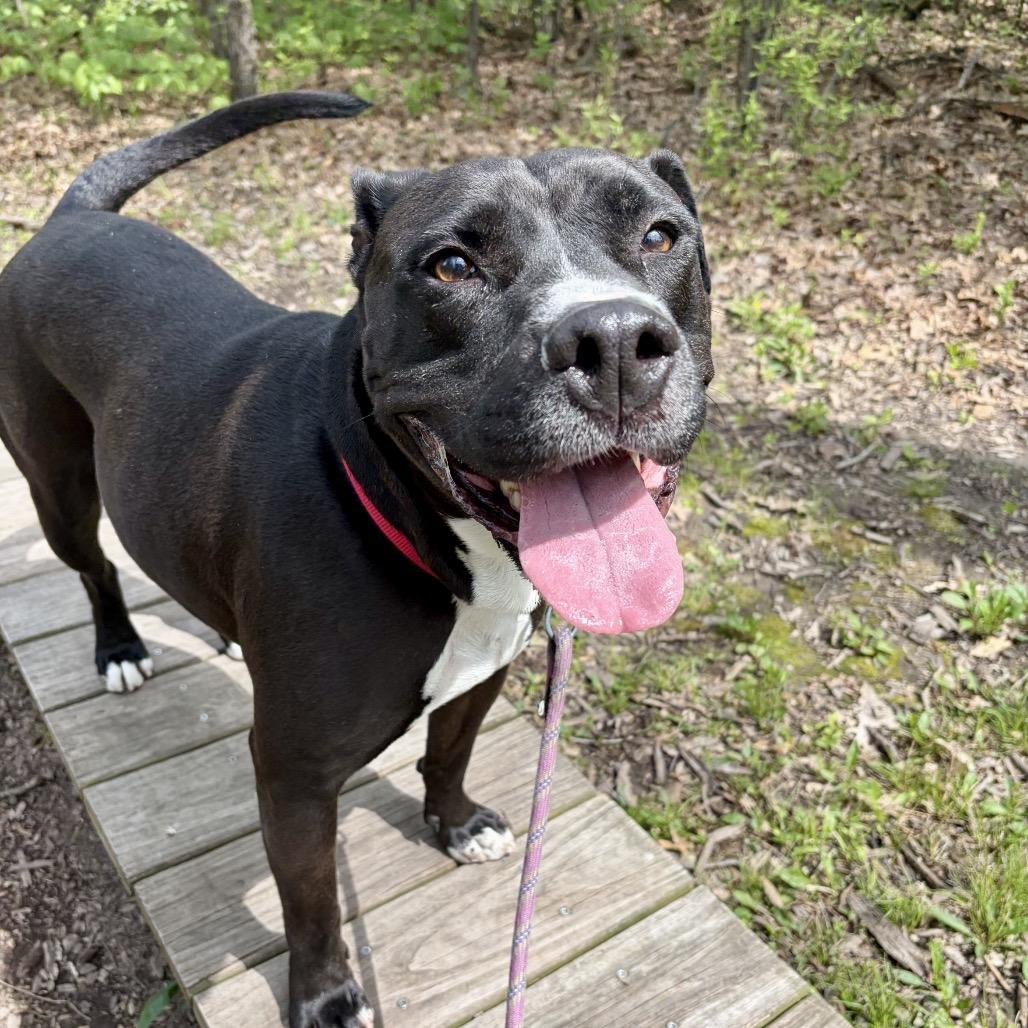 Enlarge Paladin, a Adoptable mixed breed in Deerfield, IL image 2/3