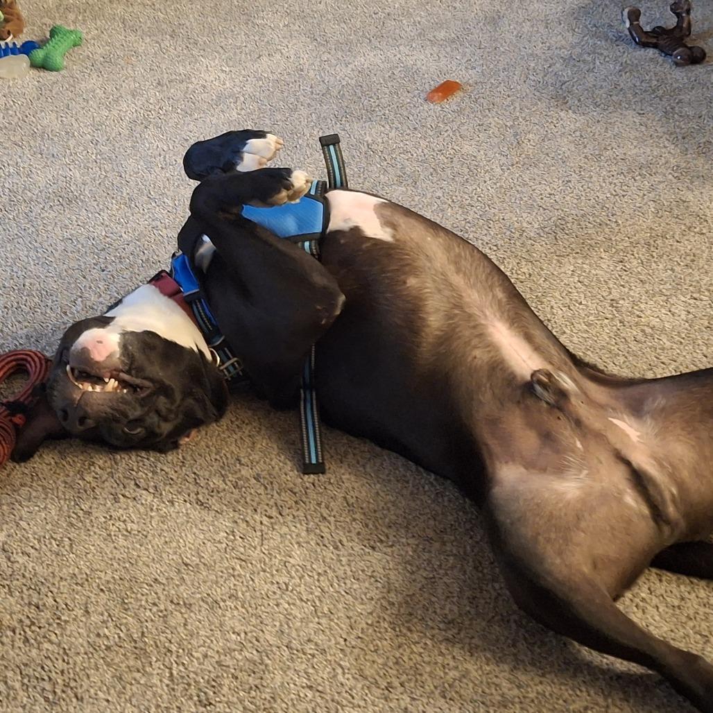 Enlarge Paladin, a Adoptable mixed breed in Deerfield, IL image 4/5