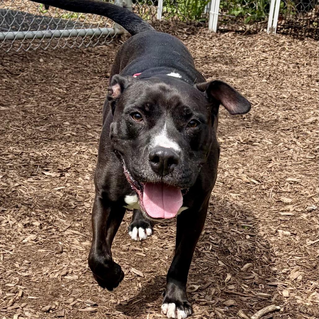 Enlarge Paladin, a Adoptable mixed breed in Deerfield, IL image 3/3