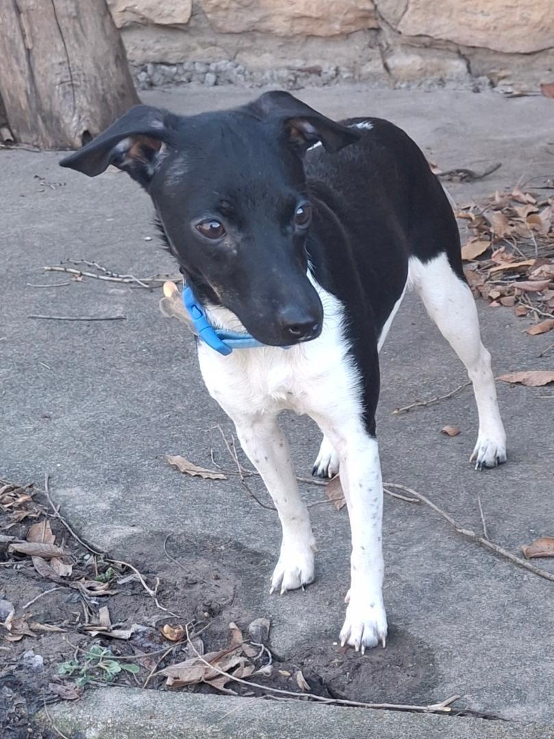 Enlarge Penelope, an adopted mixed breed in Auburn, KS image 1/1