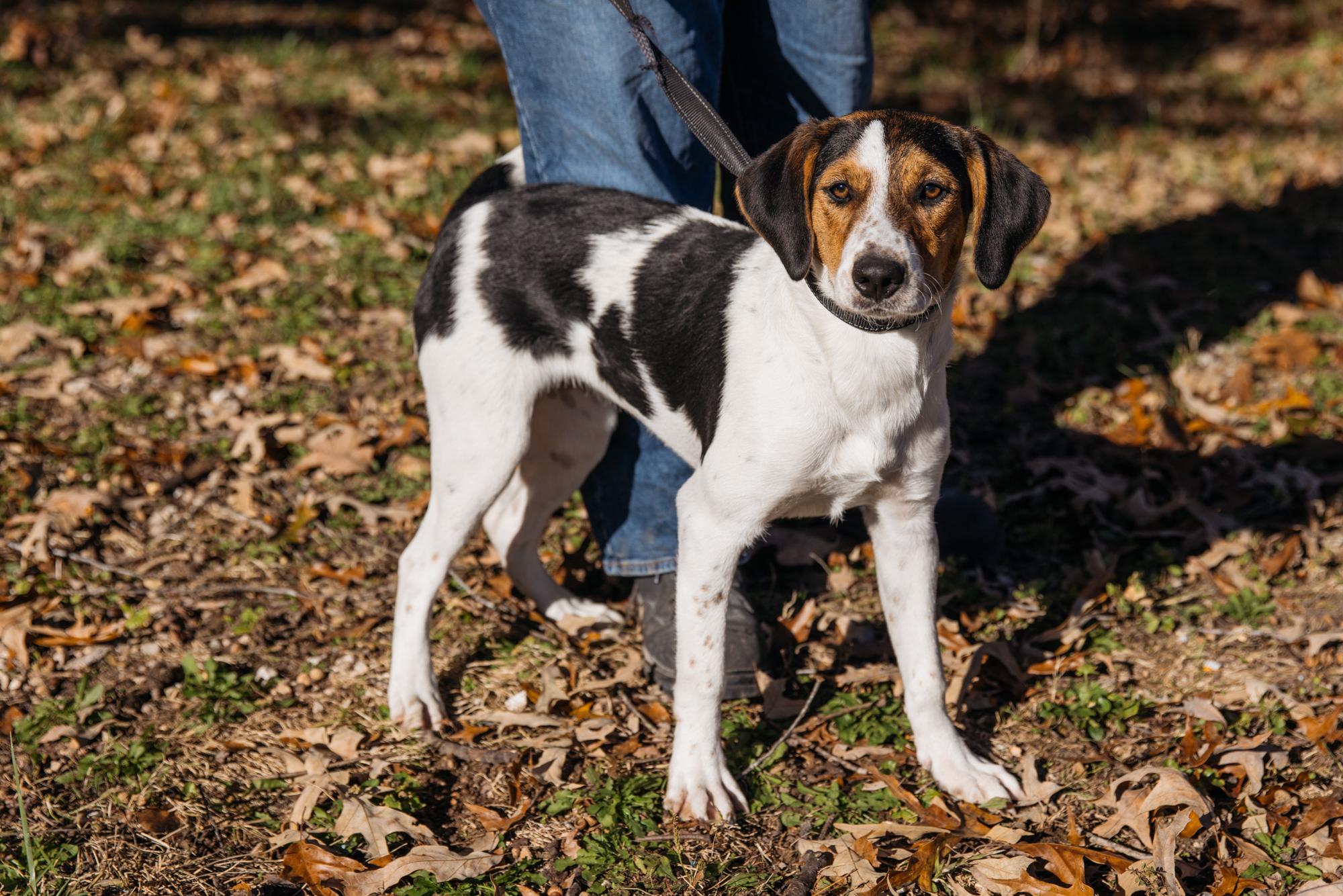 Enlarge Bernie, an adoptable mixed breed in Harrison, AR image 1/4