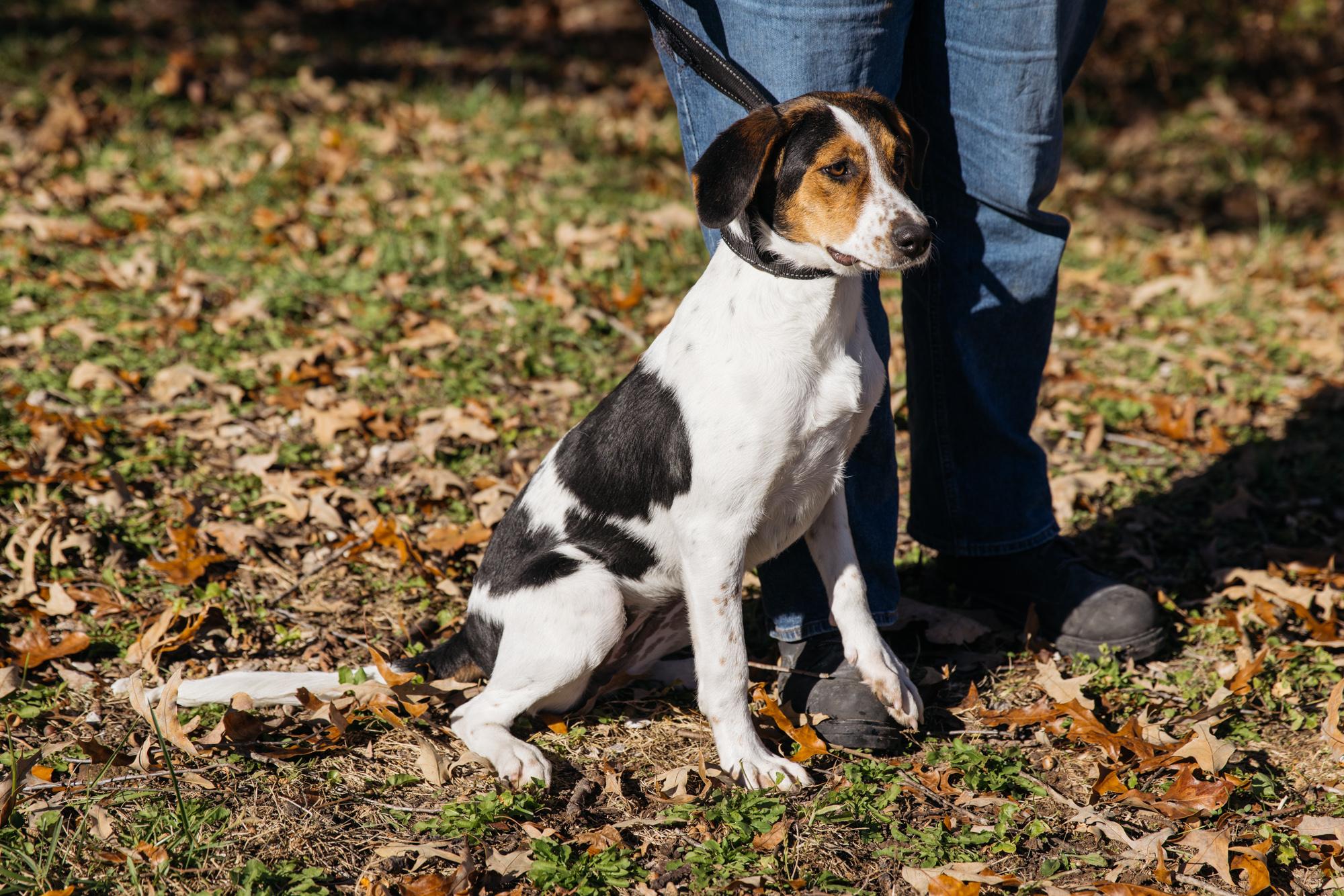 Enlarge Bernie, an adoptable mixed breed in Harrison, AR image 2/4