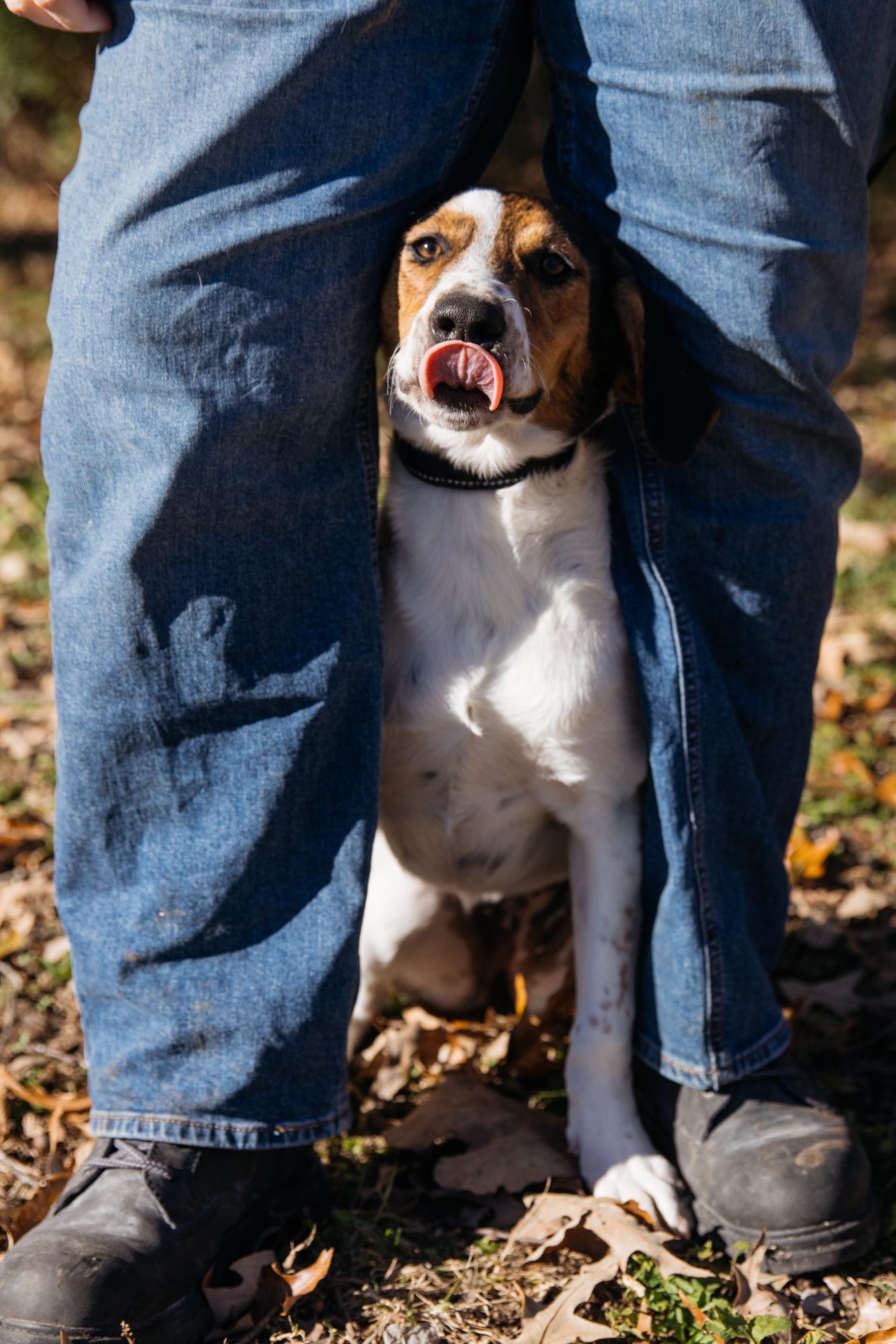 Enlarge Bernie, an adoptable mixed breed in Harrison, AR image 3/4