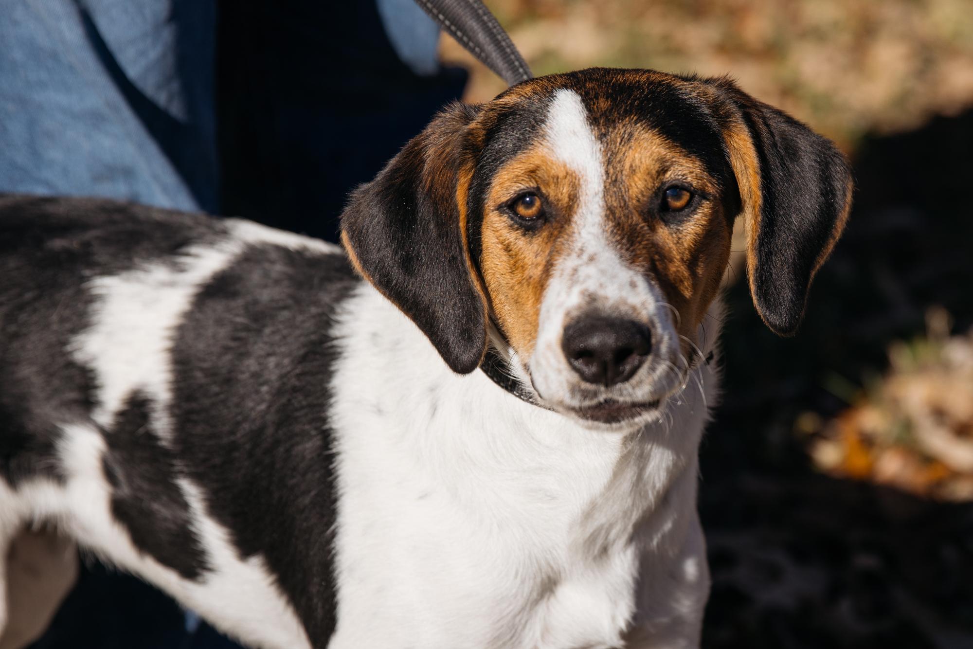 Enlarge Bernie, an adoptable mixed breed in Harrison, AR image 4/4