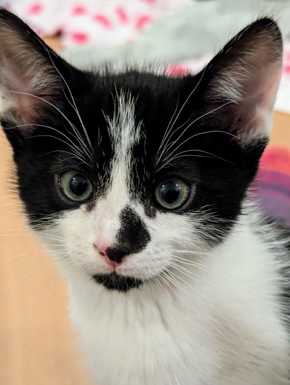Oreo, Adoptable, Kitten Male Domestic Medium Hair & Tuxedo.