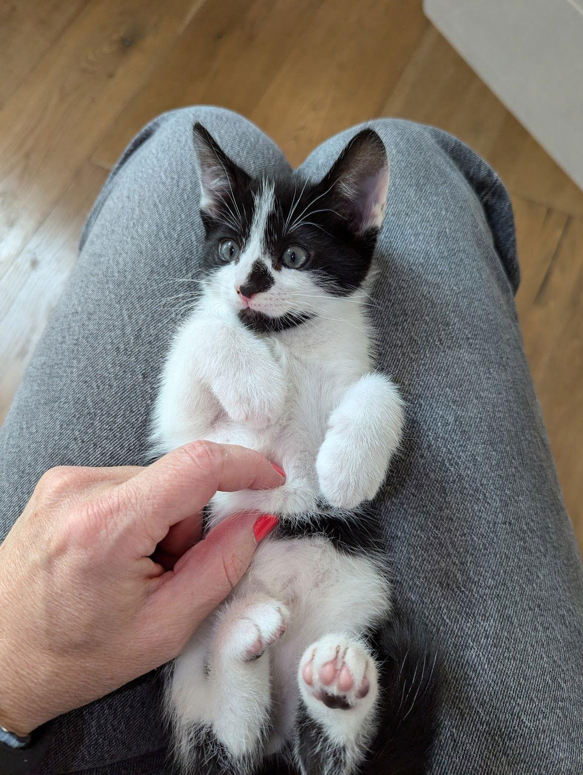 Enlarge Oreo, a Adoptable mixed breed in Walnut Creek, CA image 2/3