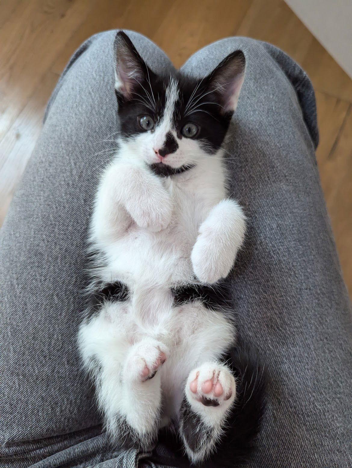 Enlarge Oreo, a Adoptable mixed breed in Walnut Creek, CA image 3/3