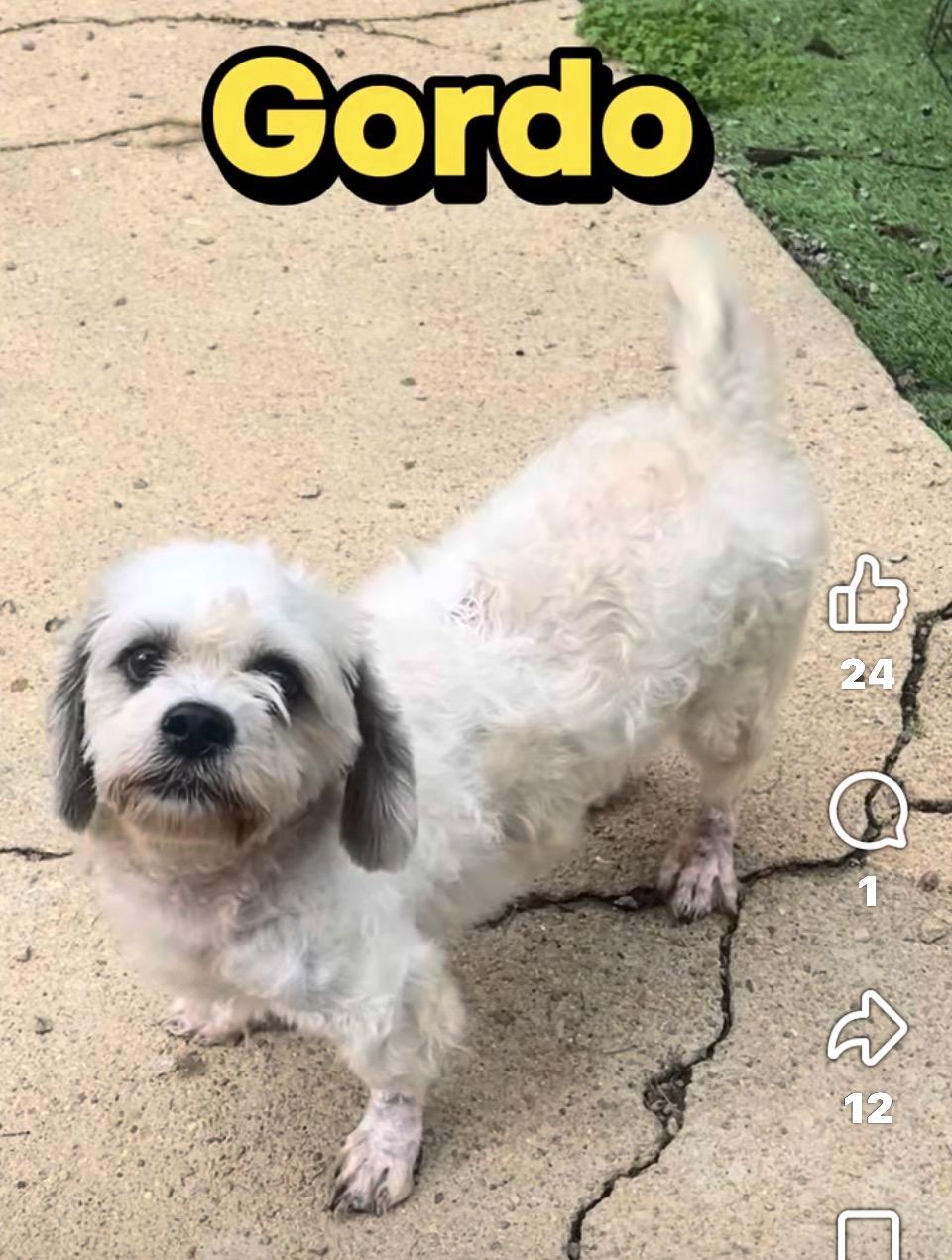Enlarge Gordo, a ADOPTABLE Shih Tzu in Warrenton, VA image 1/1