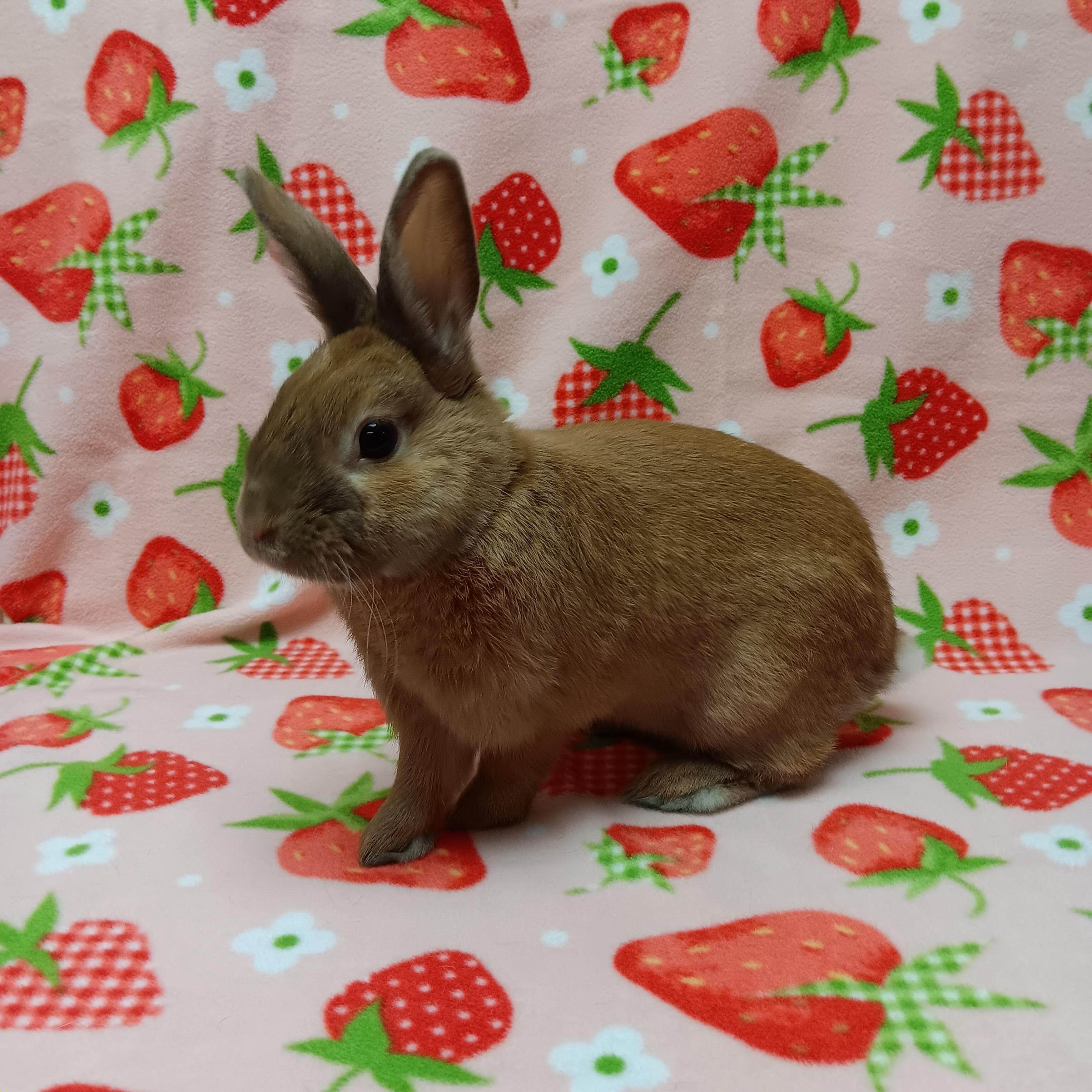Enlarge Mocha, a ADOPTABLE Bunny Rabbit in Harrisburg, PA image 4/4