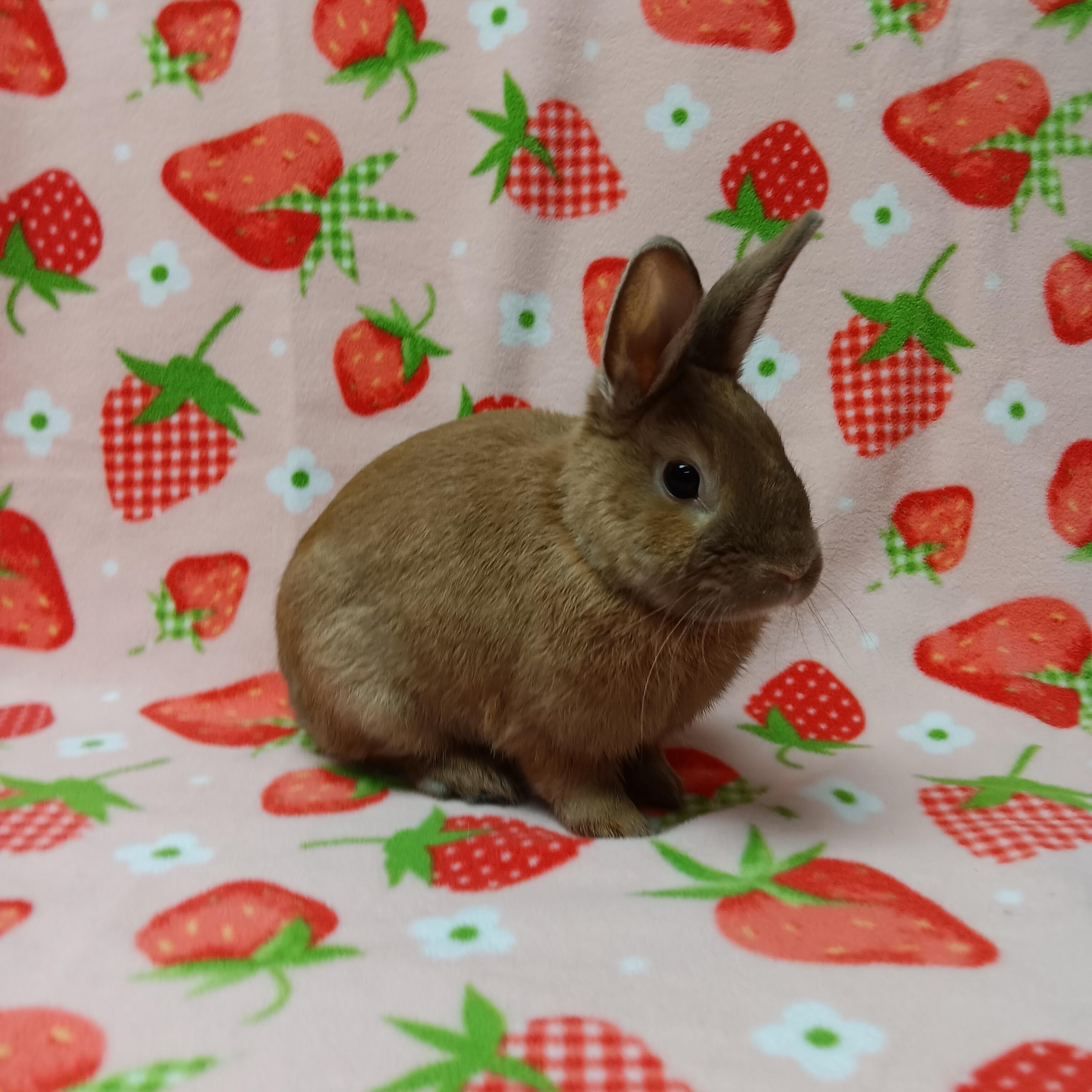 Enlarge Mocha, a ADOPTABLE Bunny Rabbit in Harrisburg, PA image 2/4