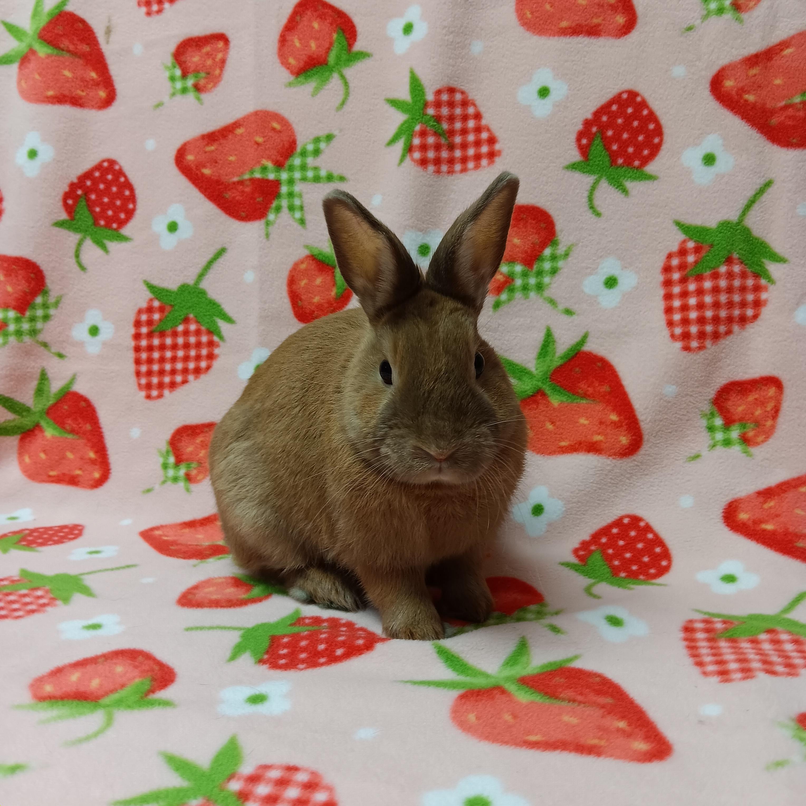 Enlarge Mocha, a ADOPTABLE Bunny Rabbit in Harrisburg, PA image 1/4
