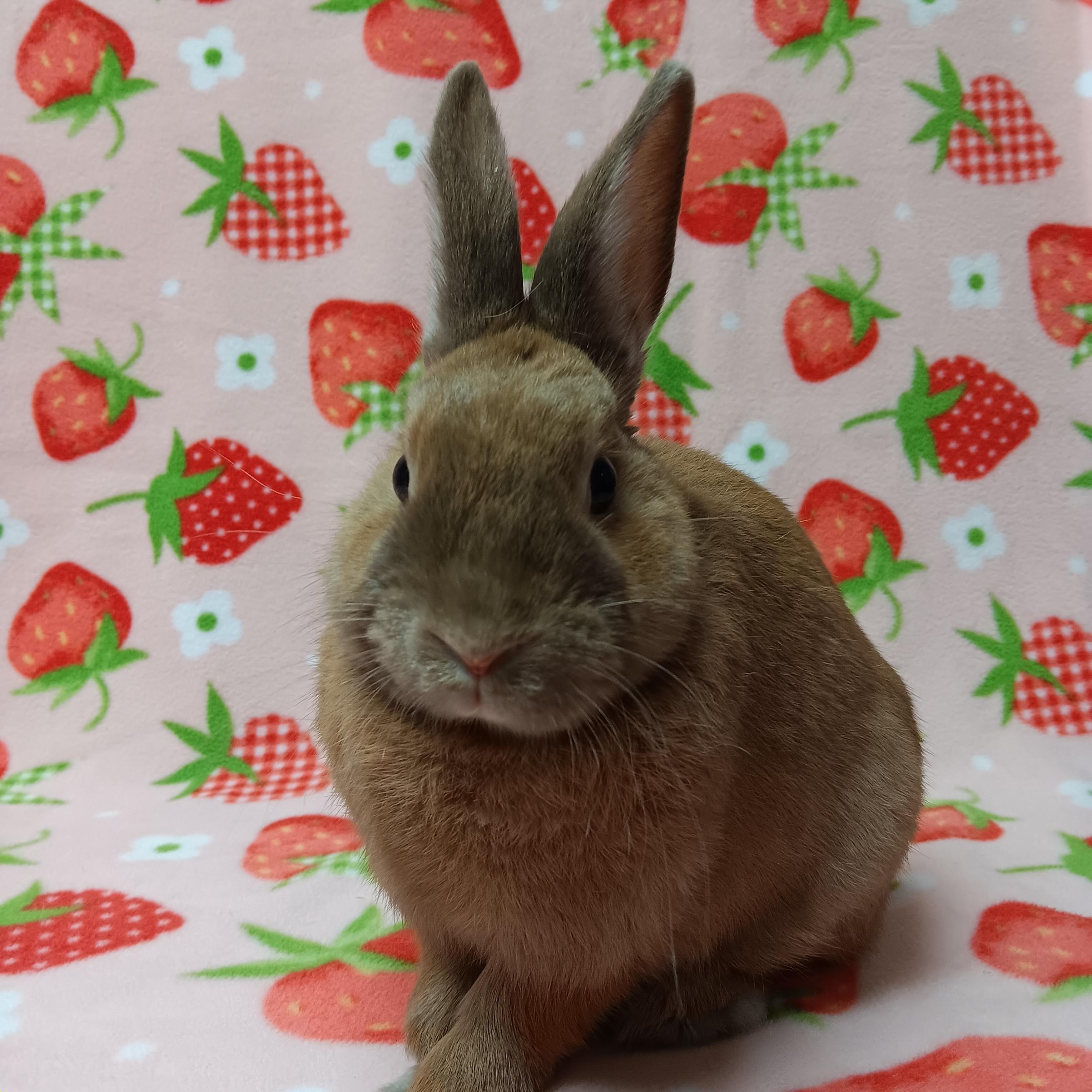 Enlarge Mocha, a ADOPTABLE Bunny Rabbit in Harrisburg, PA image 3/4