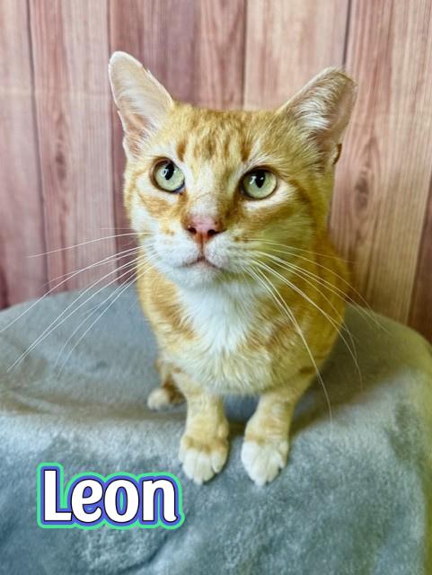 Enlarge Leon, a ADOPTABLE Domestic Short Hair in Comfort, TX image 1/1