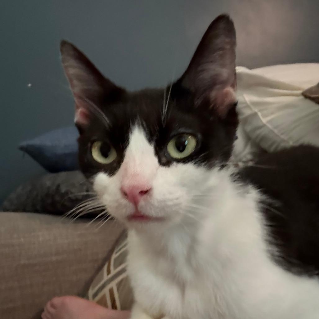 Orca-In foster-See my video! $99, Adoptable, Adult Female Domestic Short Hair.