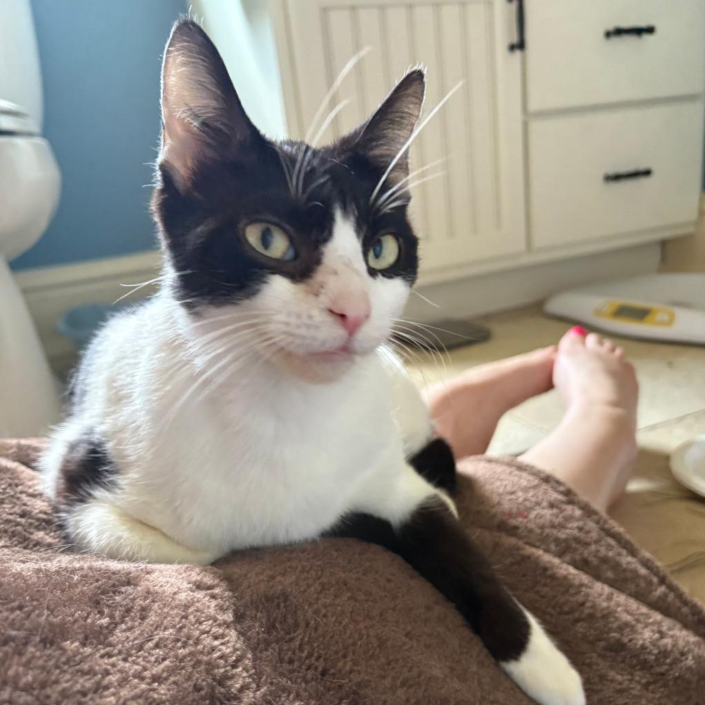 Orca-In foster-See my video! $99, a Adoptable Domestic Short Hair in Springfield, MA image 2/6