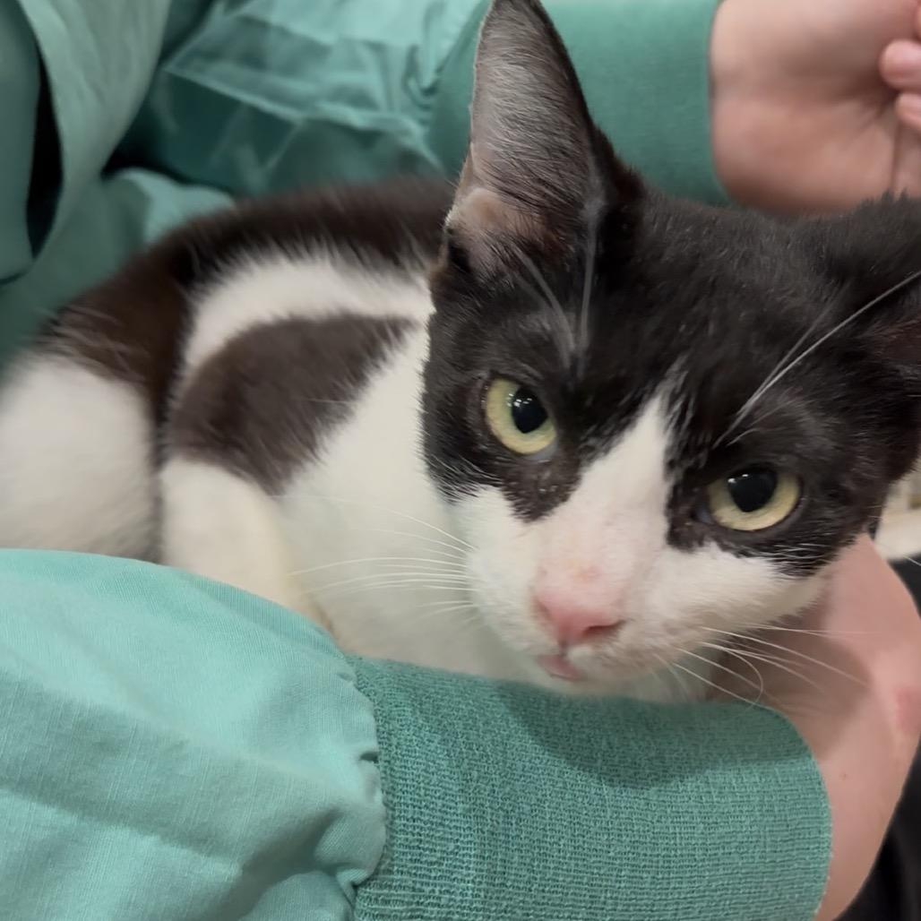Orca-In foster-See my video! $99, a Adoptable Domestic Short Hair in Springfield, MA image 3/6