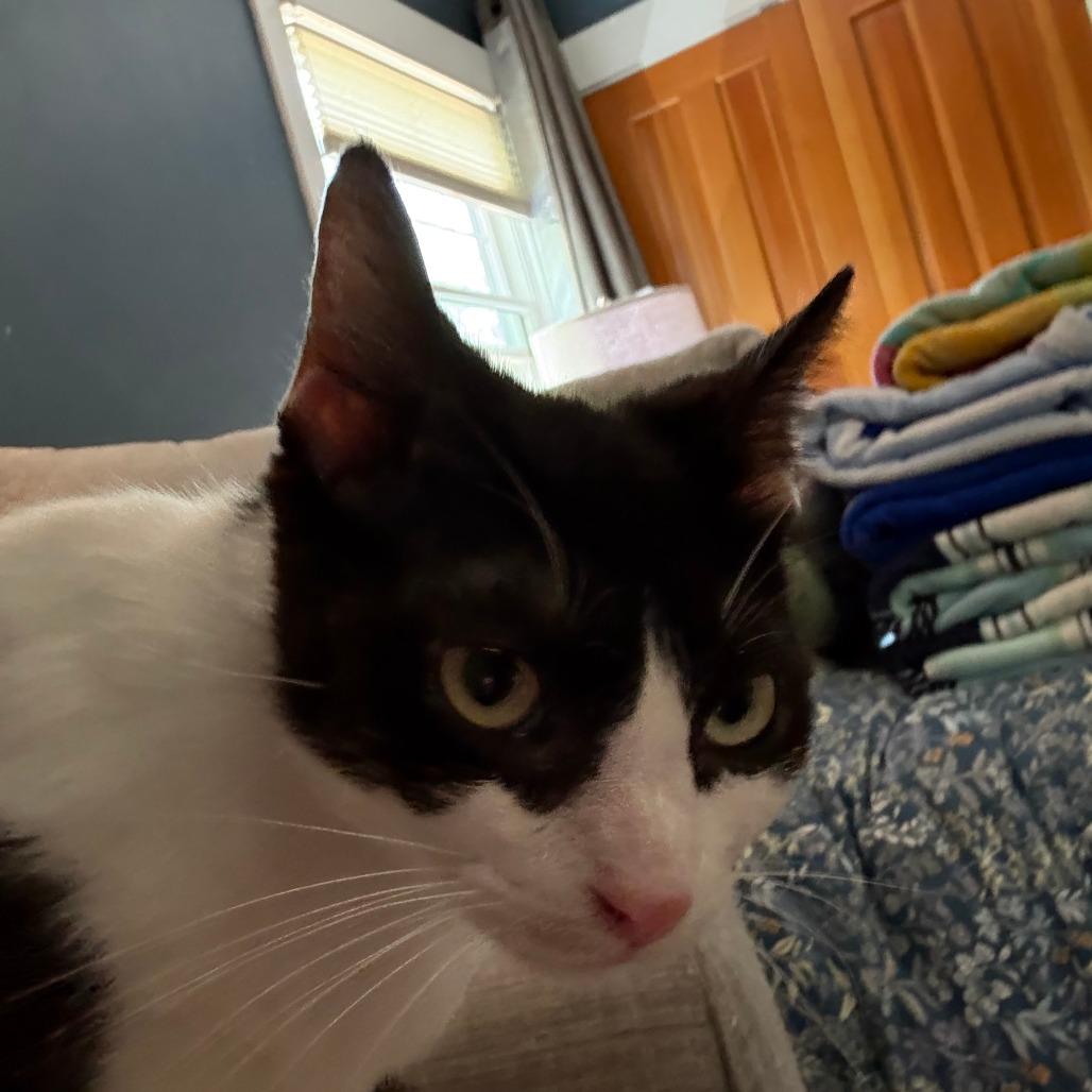 Orca-In foster-See my video! $99, a Adoptable Domestic Short Hair in Springfield, MA image 4/6