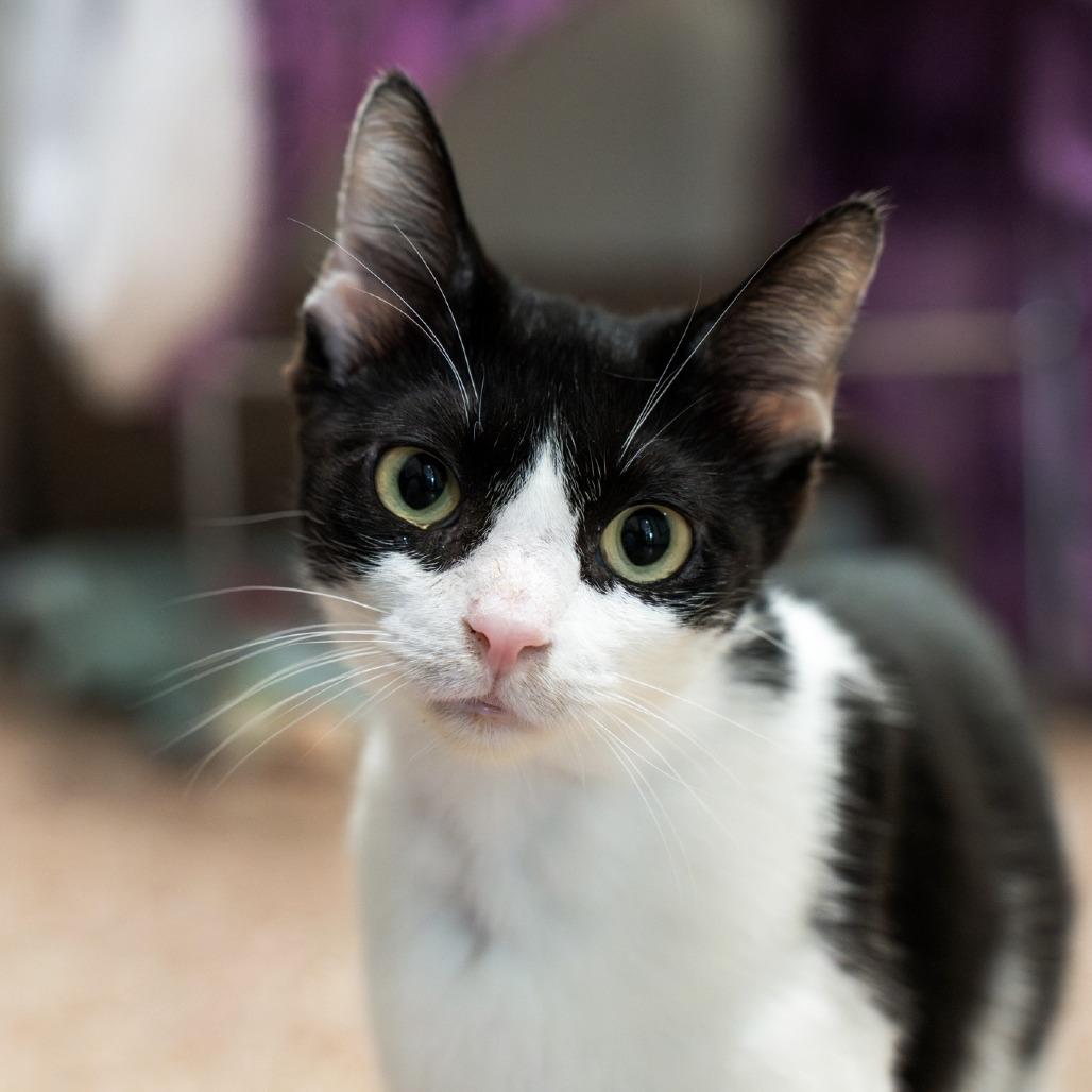 Orca-In foster-See my video! $99, a Adoptable Domestic Short Hair in Springfield, MA image 5/6