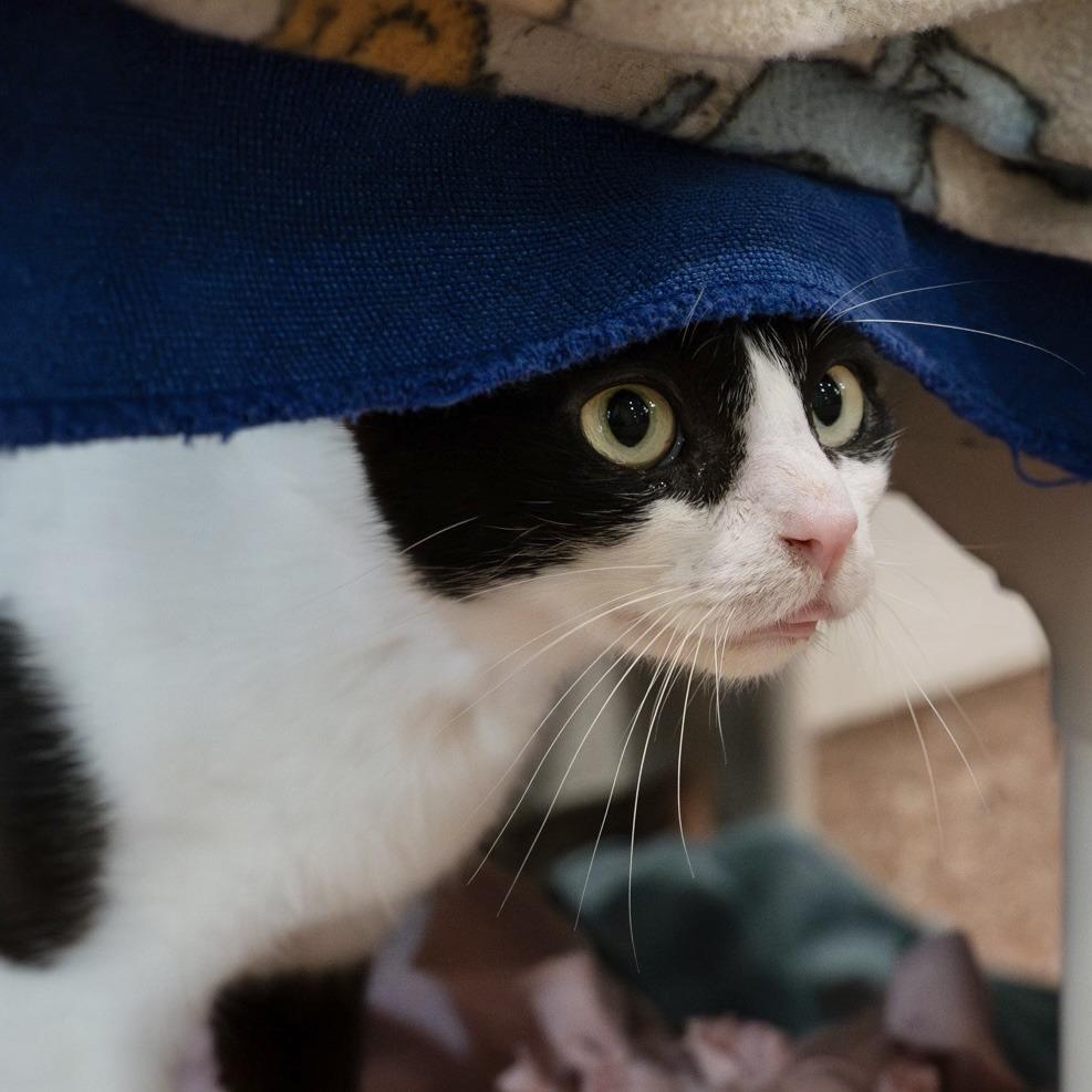 Orca-In foster-See my video! $99, a Adoptable Domestic Short Hair in Springfield, MA image 6/6