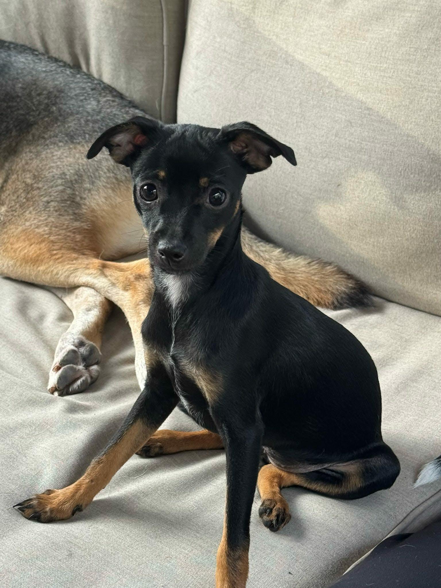 Tiny, Adoptable, Puppy Female Chihuahua.
