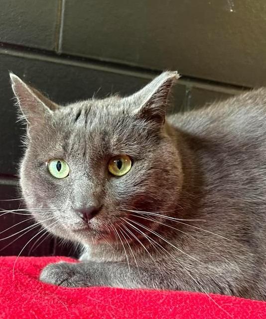 Grayson, Adoptable, Adult Male Domestic Short Hair.