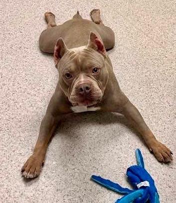 Drakkoo, an adopted mixed breed in Quincy, MA image 2/2